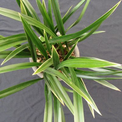 Cymbidium sinense 'Da Xun' (大勳)