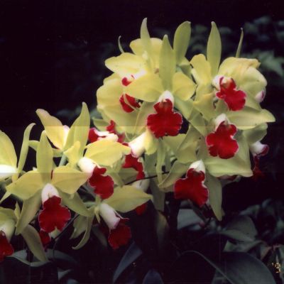 Rhyncholaeliocattleya Star Garden 'Green'