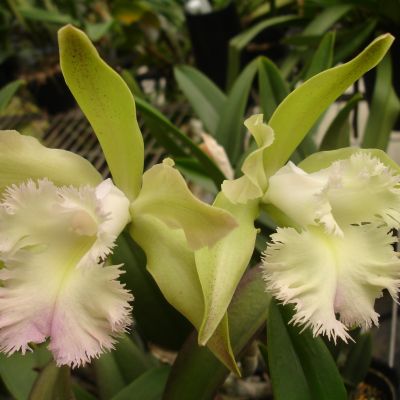 (Brassavola digbyana x Rhyncholaeliocattleya Young Kong) 'ORCHIS'