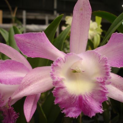 (Cattleya Pink Jaguar x Brassavola digbyana) 'ORCHIS'