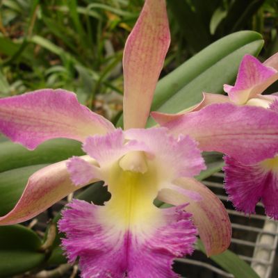 Brassavola digbyana x Cattleya Little Oliver