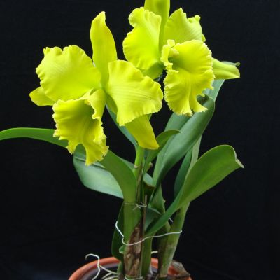 Rhyncholaeliocattleya Sung Ya Green 'ORCHIS' 