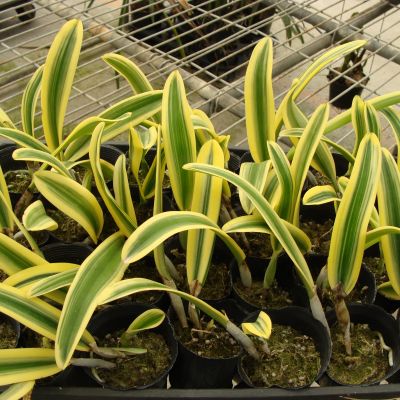 C. Moscombe 'ORCHIS' (Variegated Leaves)