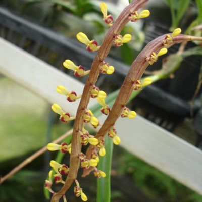 Bulb. falcatum 'Coffee'