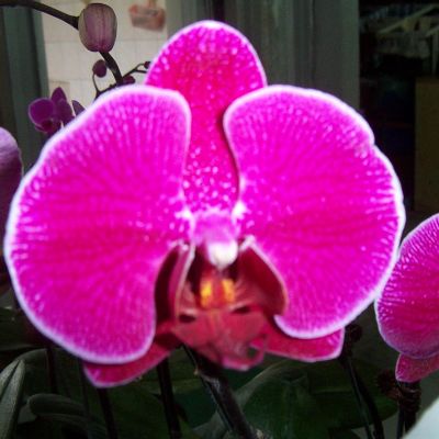 Dtps. Taiwan Leopard ‘Red Seasons’ PHALAENOPSIS ORCHIS FLORICULTURING INC.