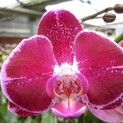 Dtps. (Tinny Beauty x Taiwan Black Jack) 'ORCHIS' PHALAENOPSIS ORCHIS ...