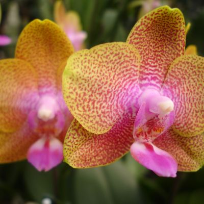 P. Gan Lin Royal-Yellow 'Orange' PHALAENOPSIS ORCHIS FLORICULTURING INC.