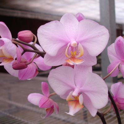 (P. schilleriana x P. Hwafeng Redjewel) 'Pink Angel' PHALAENOPSIS ...