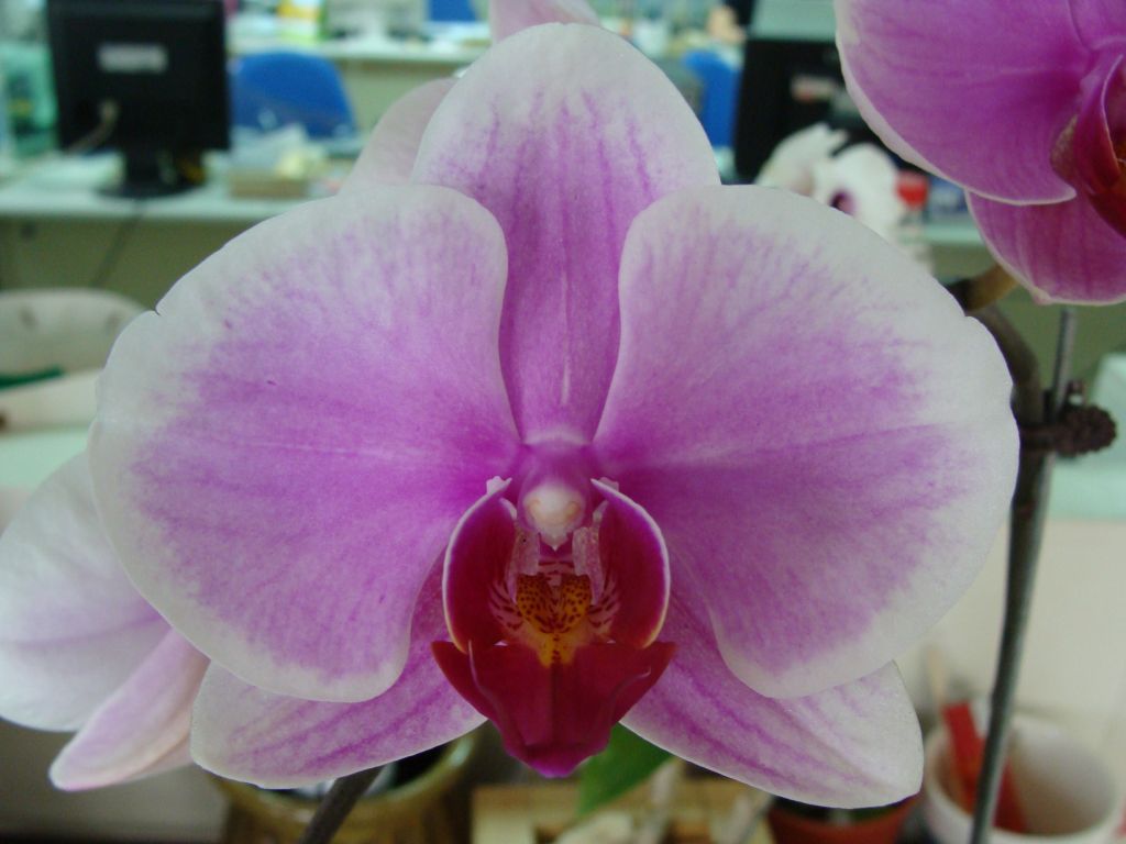 Dtps. Mount Lip 'Spring Song' PHALAENOPSIS ORCHIS FLORICULTURING INC.