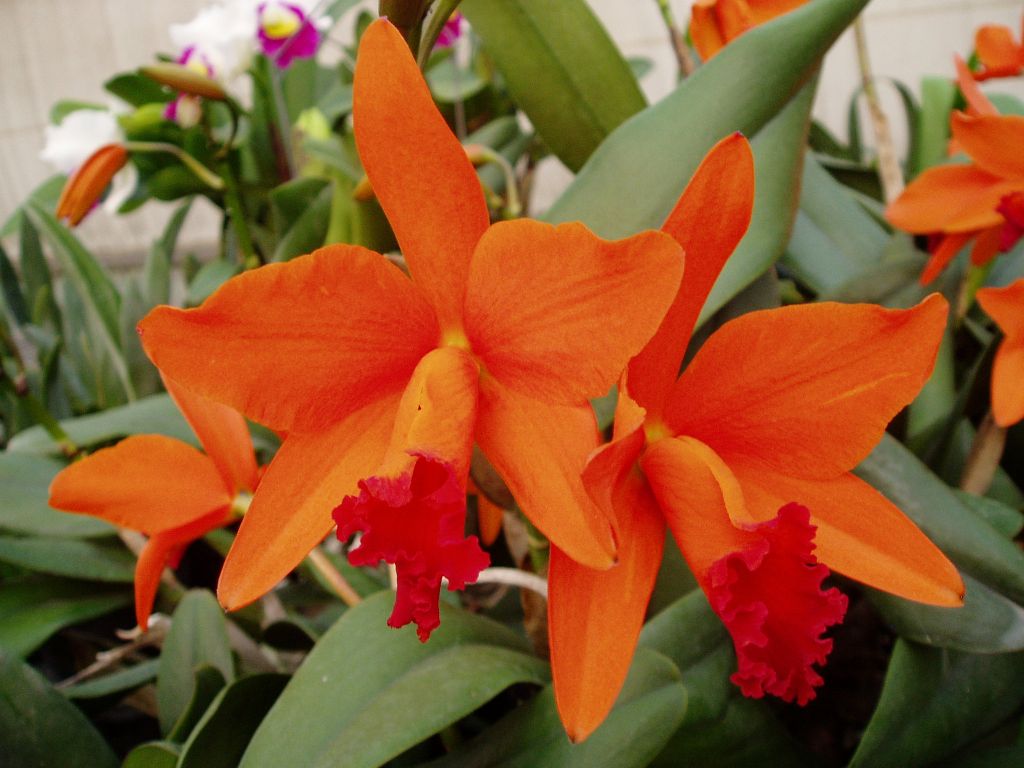 Rhyncattleanthe Shinfong Dawn 'ORCHIS-01' CATTLEYA ORCHIS ...