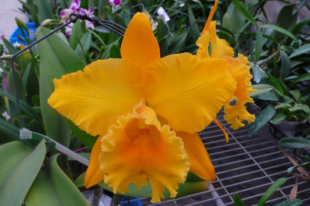 Rhyncholaeliocattleya Shinfong Luohyang 'Golden Cannon' CATTLEYA ORCHIS ...