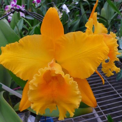 Rhyncholaeliocattleya Shinfong Luohyang 'Golden Cannon' CATTLEYA ORCHIS ...