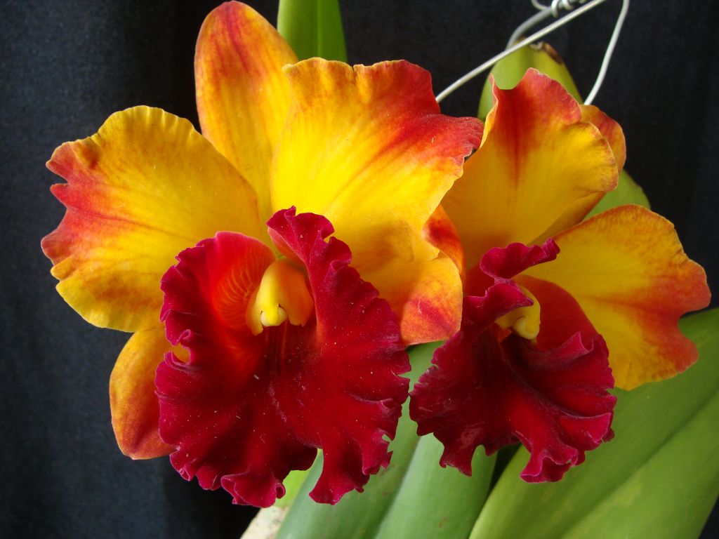 Rhyncholaeliocattleya Liu's Joyance 'Panther' CATTLEYA ORCHIS ...