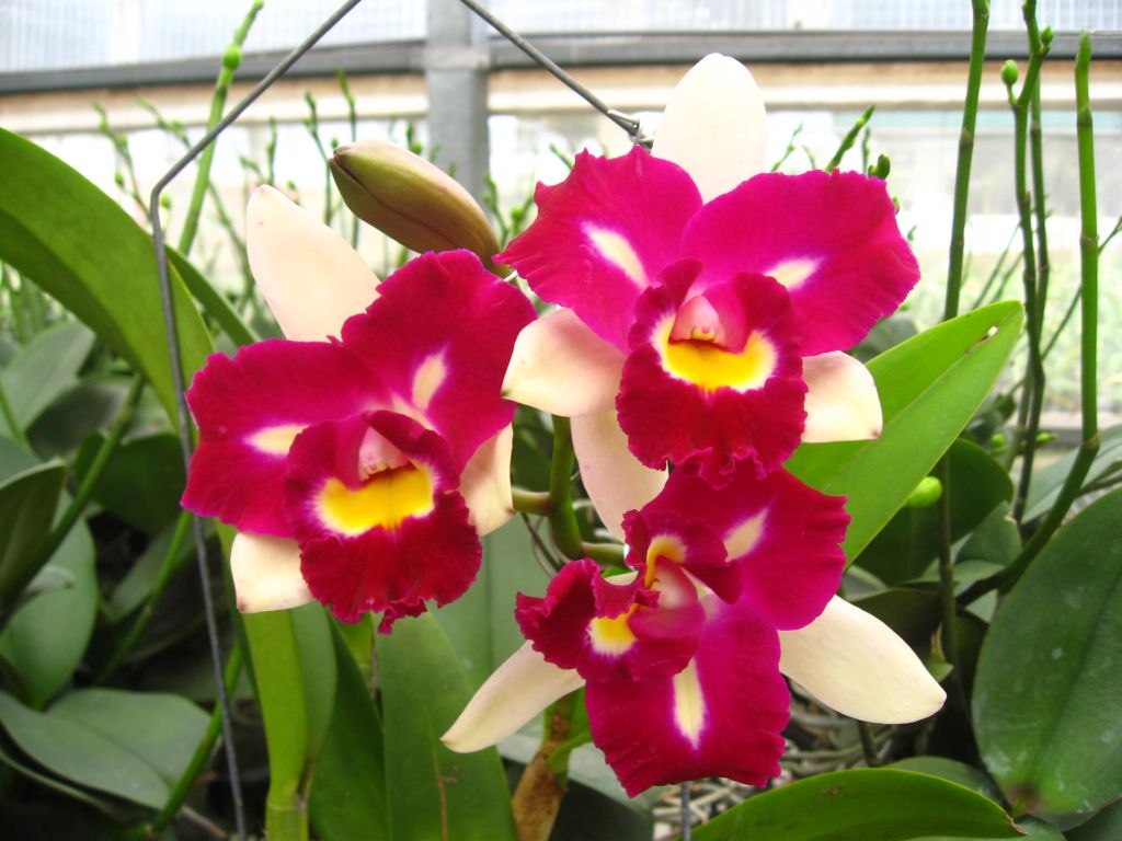 Rhyncholaeliocattleya Chyong Guu Linnet 'Phoenix' CATTLEYA ORCHIS ...