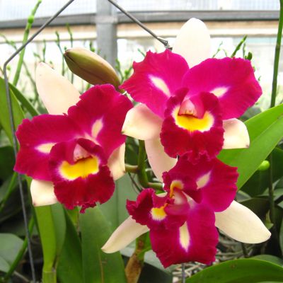 Rhyncholaeliocattleya Chyong Guu Linnet 'Phoenix' CATTLEYA ORCHIS ...