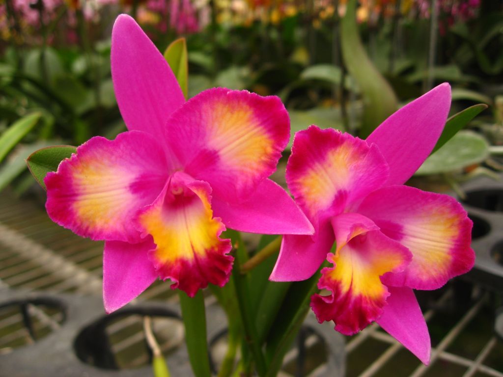 Cattleya Hawaiian Splash 'Lea' CATTLEYA ORCHIS FLORICULTURING INC.