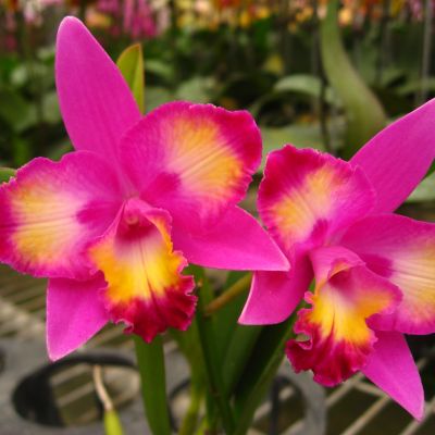 Cattleya Hawaiian Splash 'Lea' CATTLEYA ORCHIS FLORICULTURING INC.