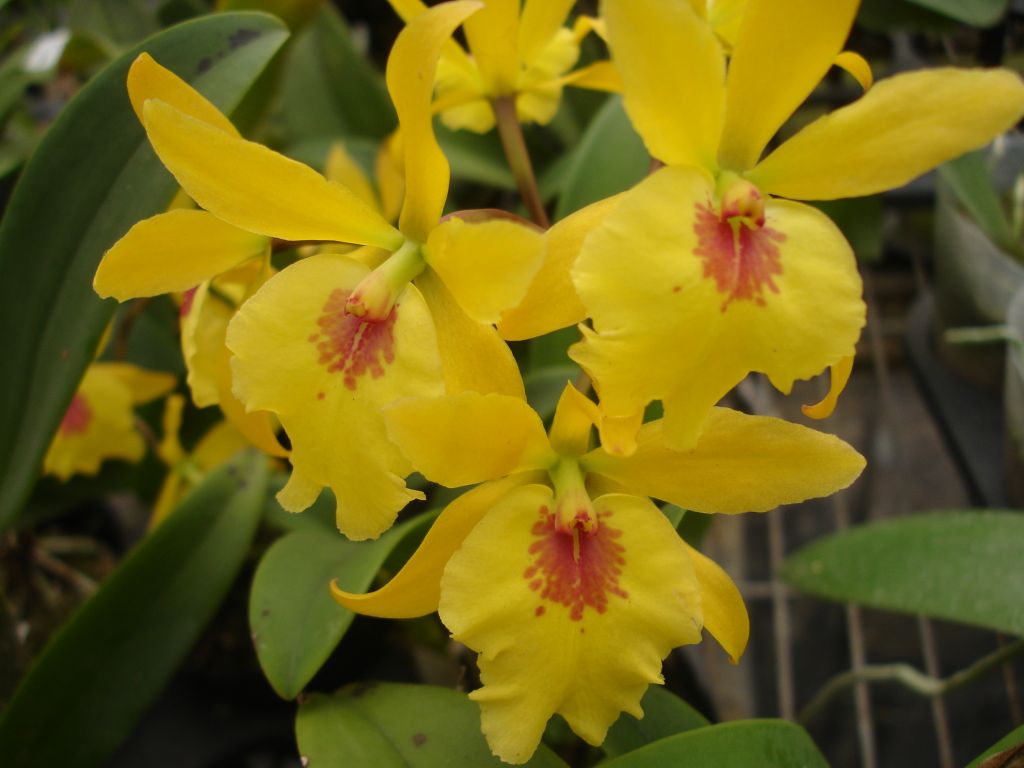 Eplc. Don Herman 'Gold Rush' CATTLEYA ORCHIS FLORICULTURING INC.
