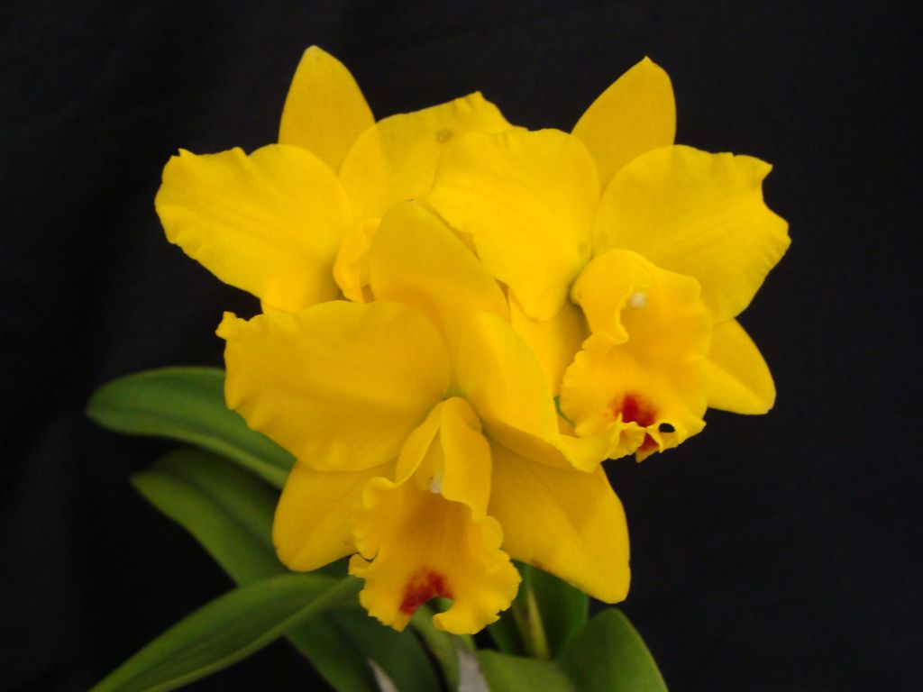 Rhyncattleanthe Shinfong Little Love 'Golden Bean' CATTLEYA ORCHIS ...