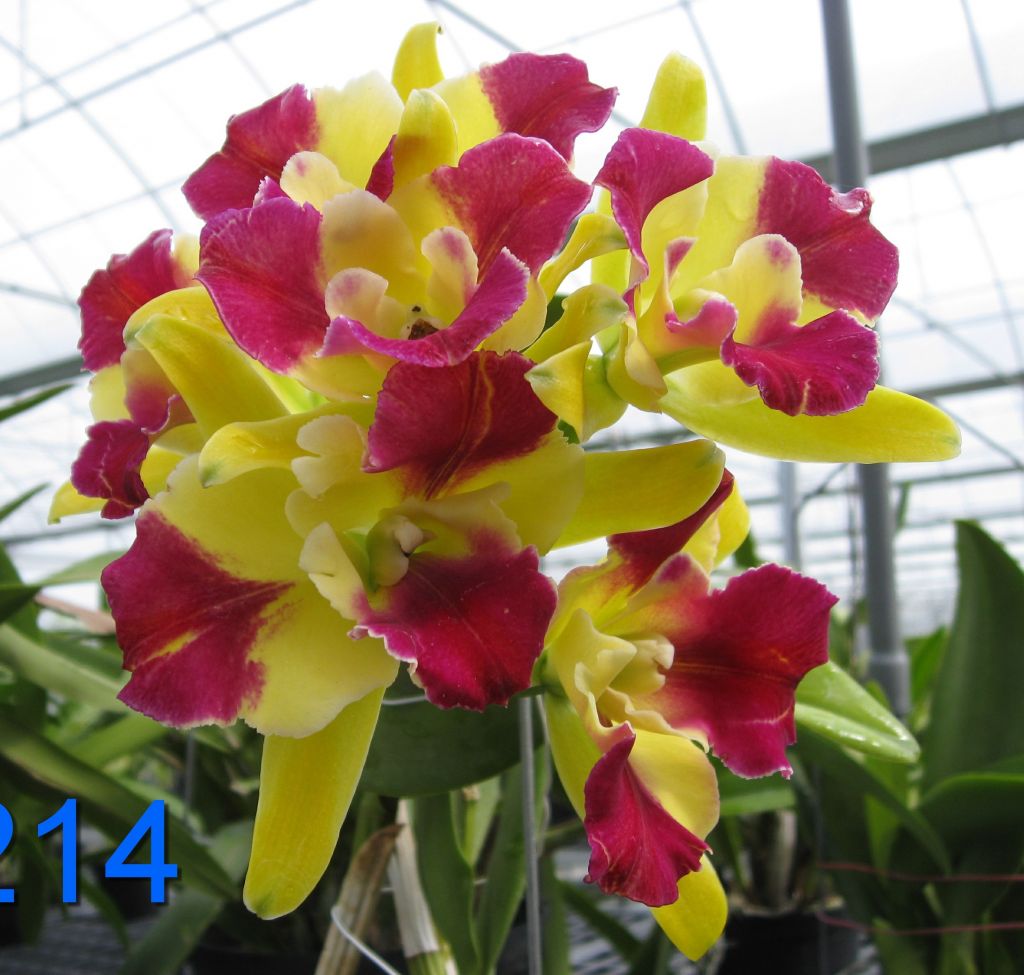 Cattleya Star Garden 'Little Panda' CATTLEYA ORCHIS FLORICULTURING INC.